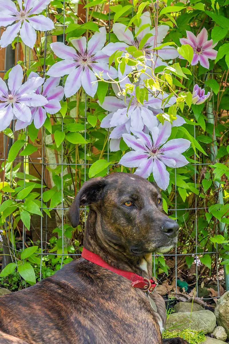 Una imagen vertical de cerca de un perro atigrado con un collar rojo sentado debajo de una vid de clematis floreciente.