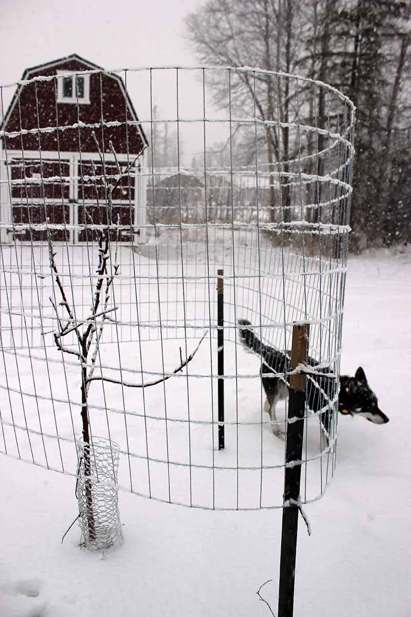 Una imagen vertical de cerca de un manzano que crece en un paisaje nevado con una cerca de metal construida a su alrededor para protegerlo de los alces.
