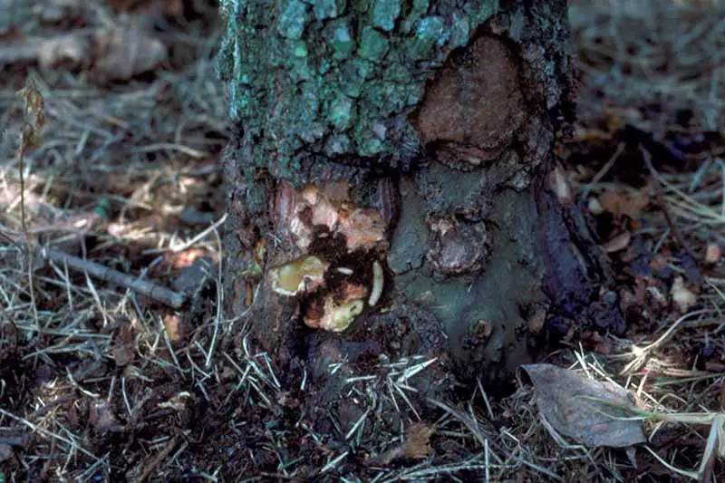 Una imagen horizontal de primer plano de la base de un árbol que sufre daños por barrenador.