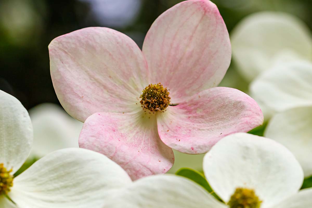 Una imagen horizontal de primer plano de flores de cornejo rosa claro y blanco en un fondo de enfoque suave.