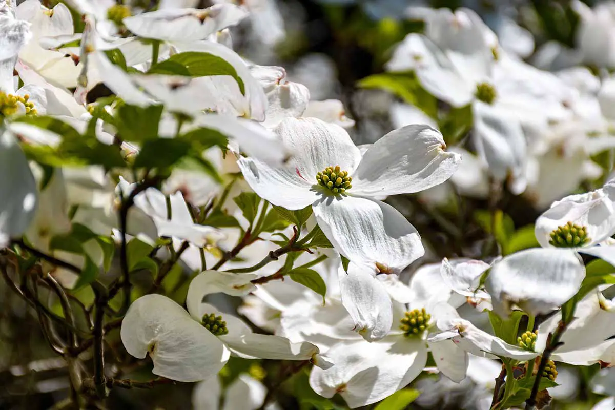 Una imagen horizontal de primer plano de las flores blancas de Cornus florida, también conocido como cornejo floreciente, fotografiada bajo el sol brillante sobre un fondo de enfoque suave.