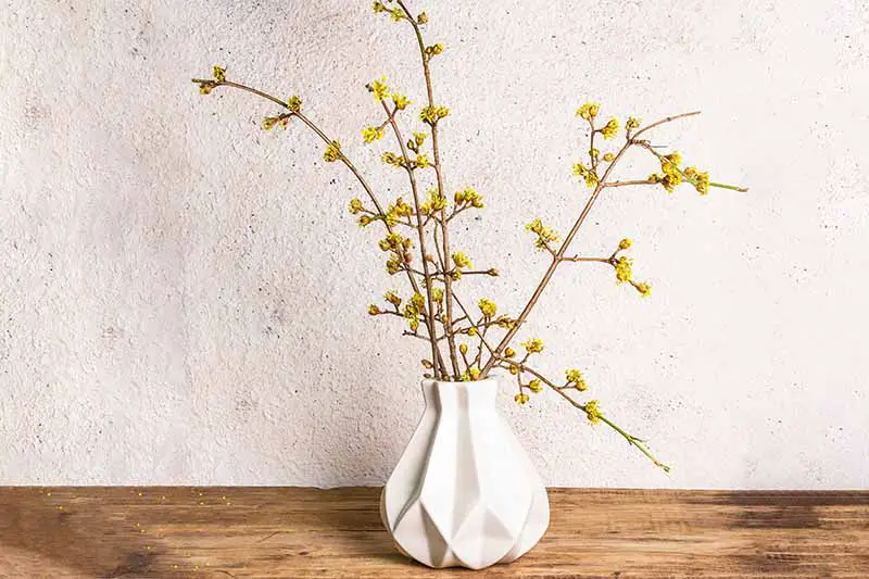 Una imagen horizontal de primer plano de ramas de cornejo en flor en un pequeño jarrón blanco sobre una superficie de madera.