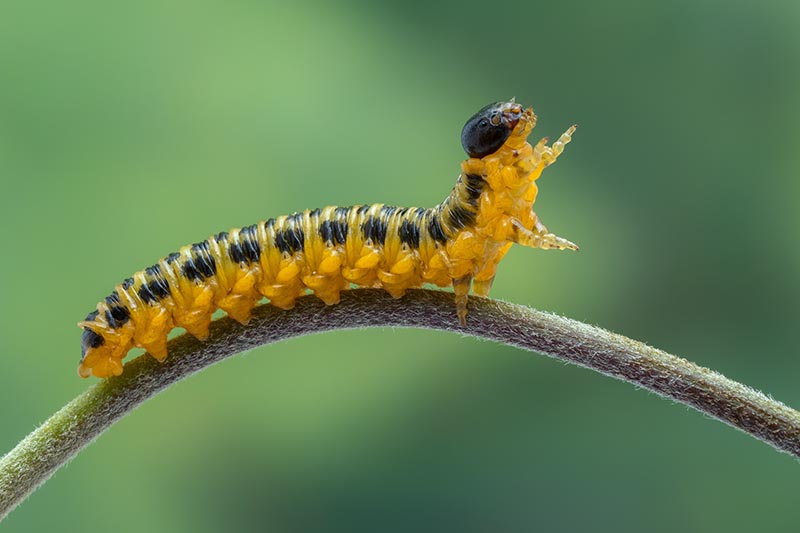Una imagen horizontal de cerca de una larva de mosca de sierra de cornejo en un tallo, representada en un fondo de enfoque suave.