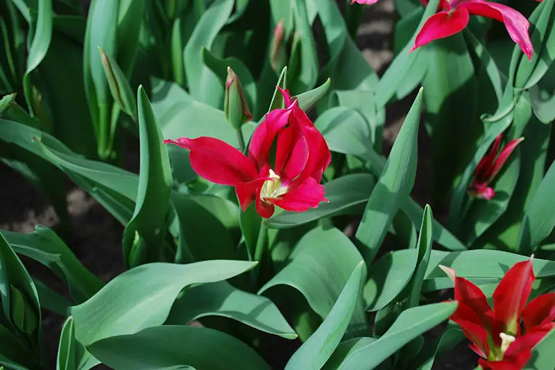 Una imagen horizontal de primer plano de un tulipán rojo brillante que crece en el jardín, rodeado de follaje y fotografiado bajo un sol brillante.