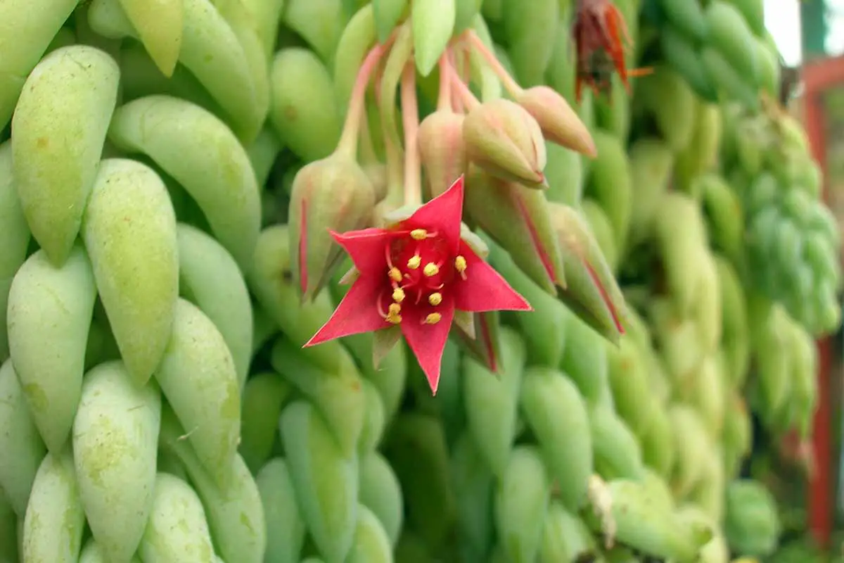 Una imagen horizontal de primer plano de una planta de cola de burro con una pequeña flor roja.
