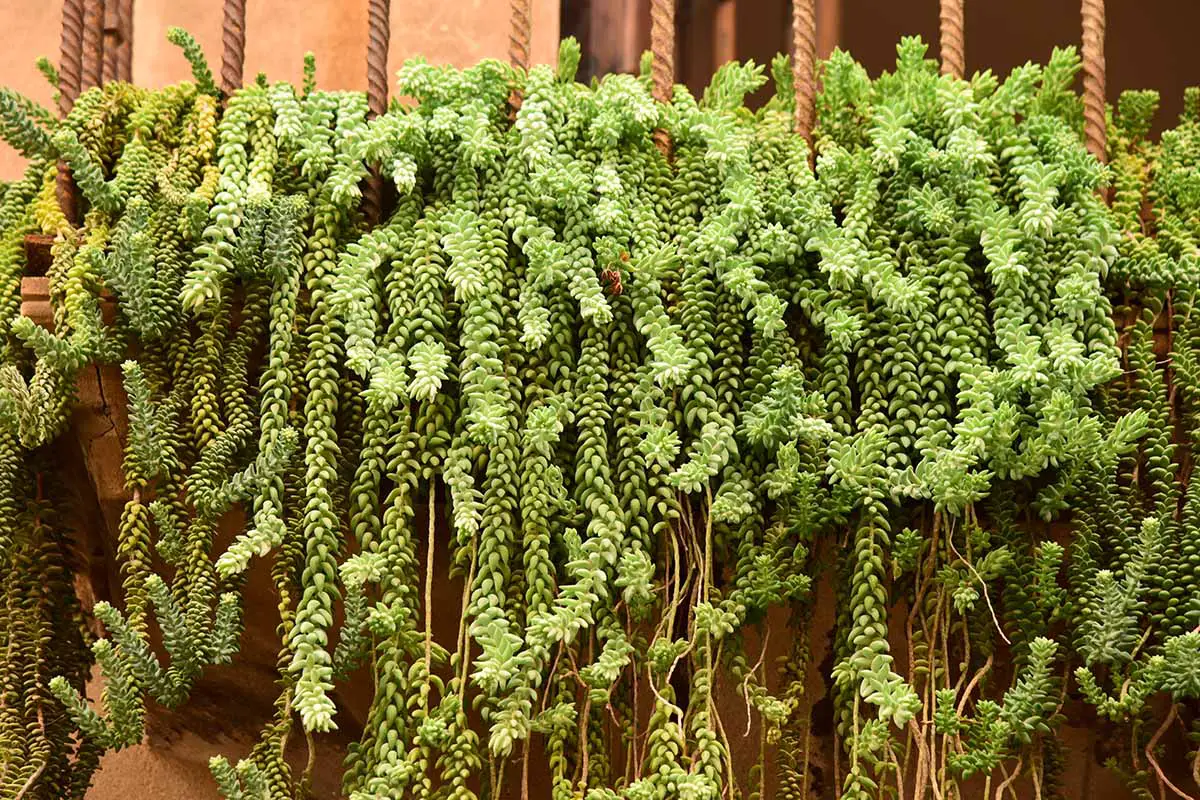Una imagen horizontal de primer plano de las plantas de Sedum morganianum que se arrastran por el costado de un balcón de metal.
