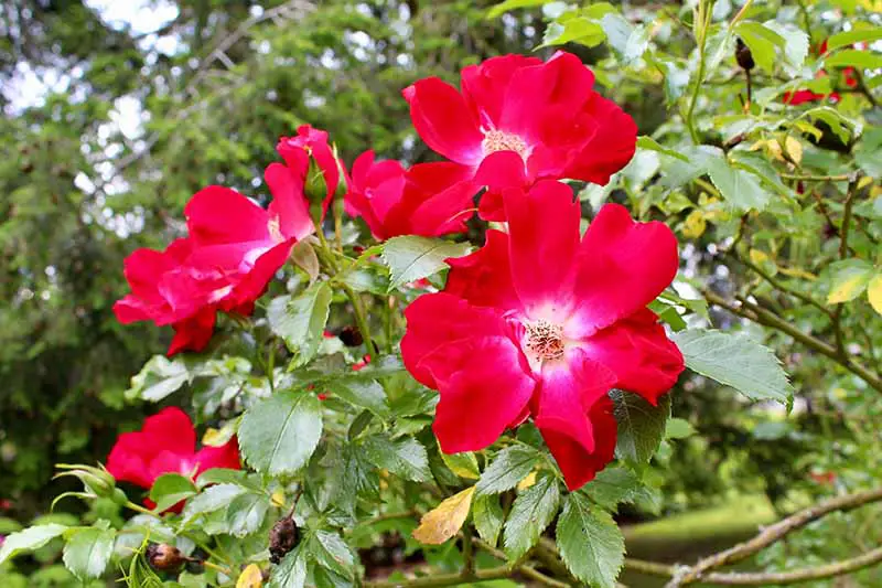Una imagen horizontal de primer plano de flores rojas brillantes 'Dortmund' que crecen en el jardín.