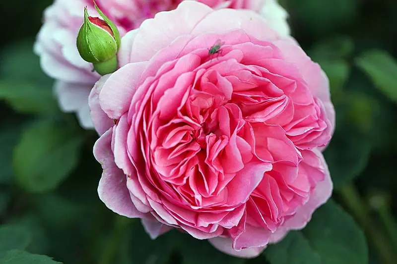 Una imagen horizontal de cerca de una flor rosa brillante que crece en el jardín representada en un fondo de enfoque suave.  Una mosca se ha posado en los pétalos.