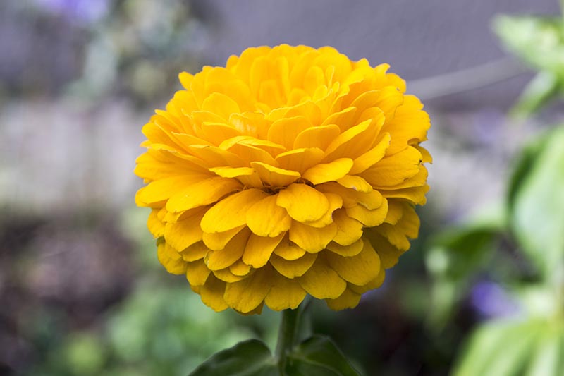 Una imagen horizontal de primer plano de una flor amarilla de doble pétalo representada en un fondo de enfoque suave.