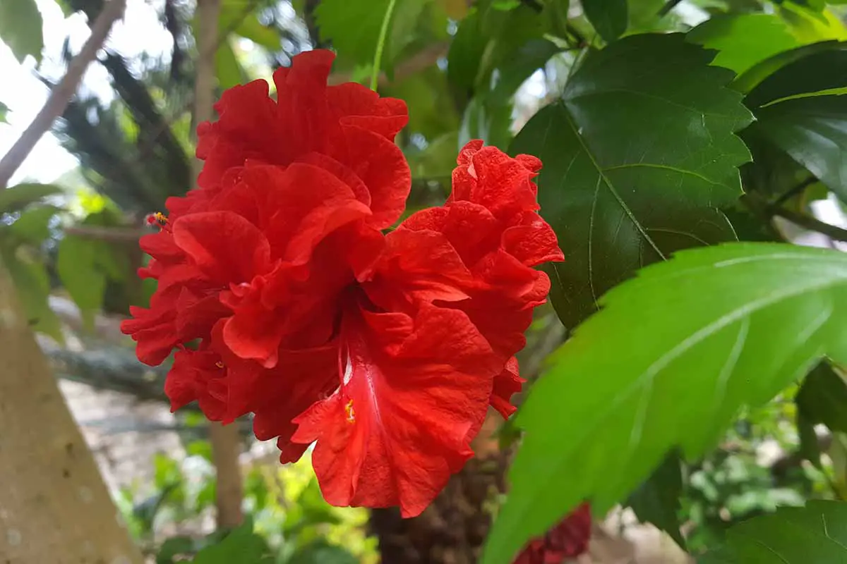 Una imagen horizontal de primer plano de una flor de hibisco roja de doble pétalo que crece en el jardín.