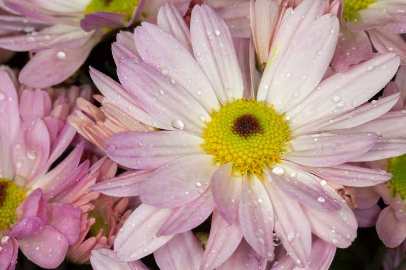 Una imagen horizontal de primer plano de una flor rosa Bellis perennis de doble pétalo con gotas de agua en los pétalos.