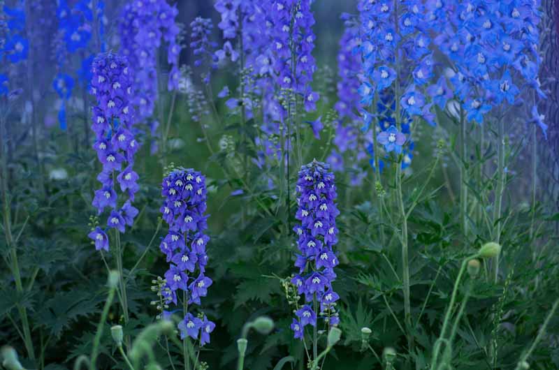 Una imagen horizontal de primer plano de flores de delfinio azul doble que florecen en el jardín de finales de verano.