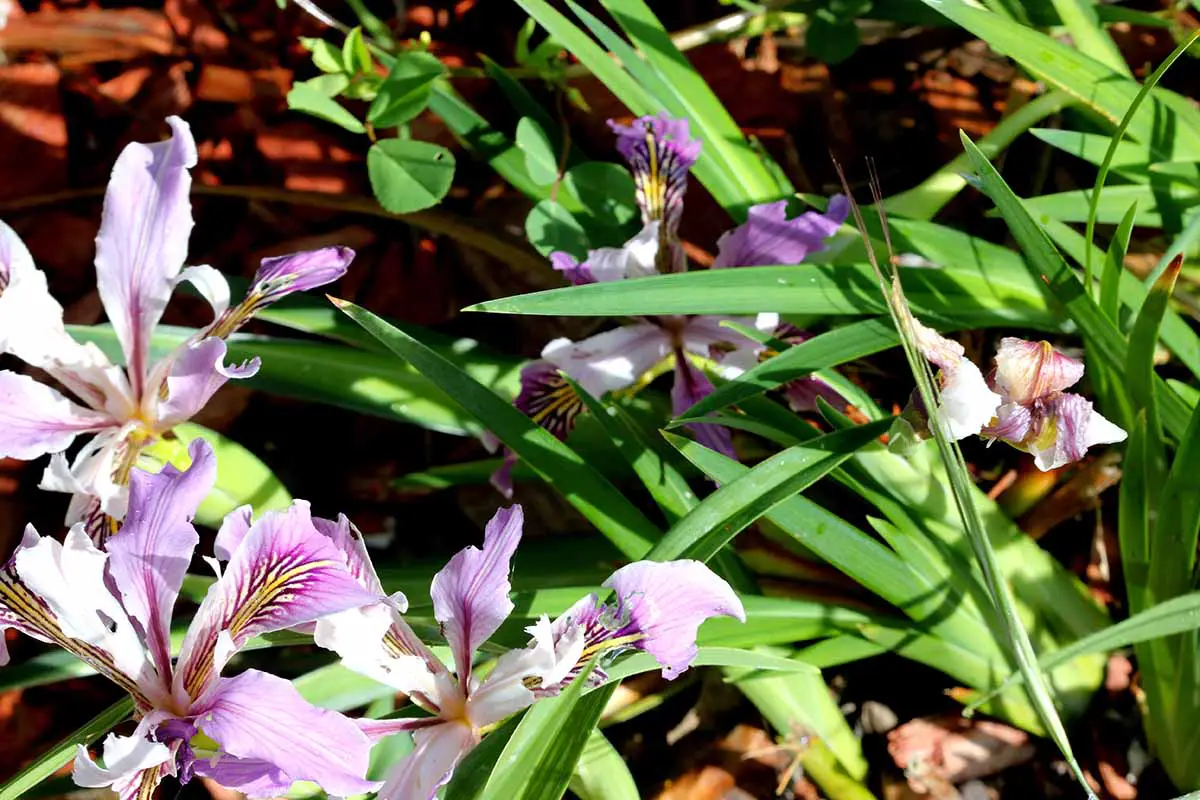 Una imagen horizontal de cerca de las flores de iris de Douglas que crecen en un jardín soleado.