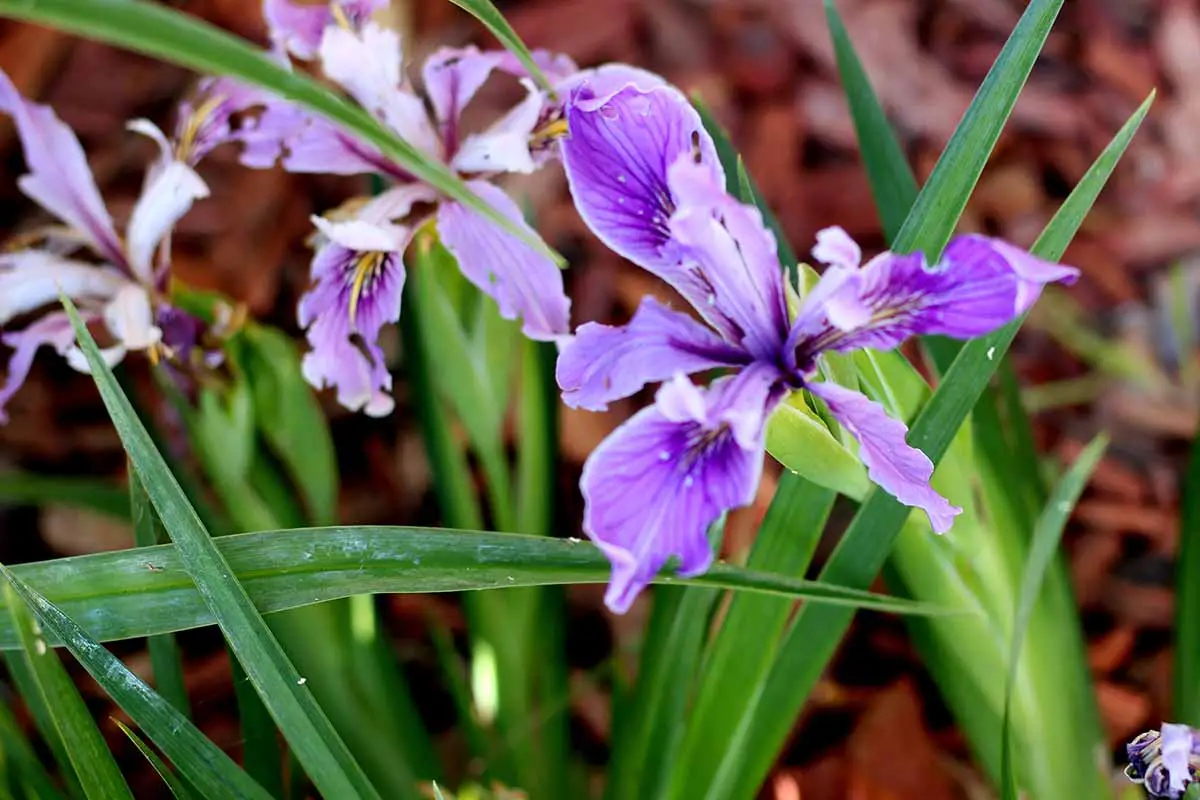 Una imagen horizontal de primer plano de las flores de Iris douglasiana que crecen en el jardín en un fondo de enfoque suave.