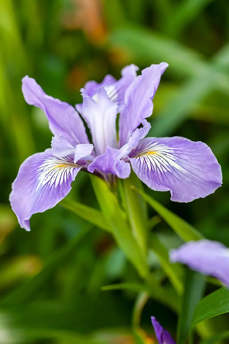 Una imagen vertical de primer plano de un hermoso iris de Douglas que crece en el jardín fotografiado en un fondo de enfoque suave.