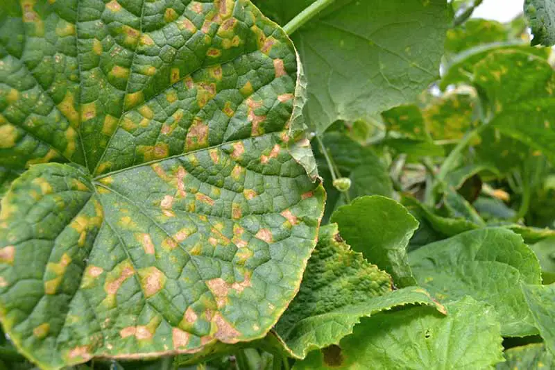 Una imagen horizontal de primer plano de los síntomas del mildiú velloso en la hoja de una planta.