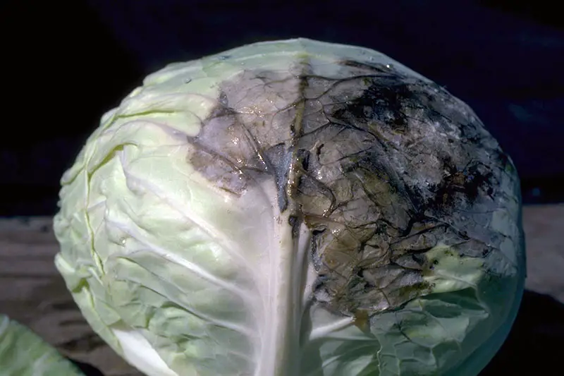 Una imagen horizontal de primer plano de una cabeza de repollo que sufre de mildiú velloso, que muestra una sección podrida en la superficie, representada sobre un fondo oscuro.