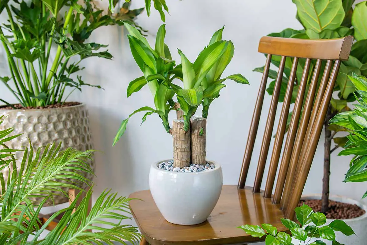 Una imagen horizontal de primer plano de una Dracaena fragrans que crece en una maceta pequeña sobre una silla de madera rodeada de otras plantas de interior.