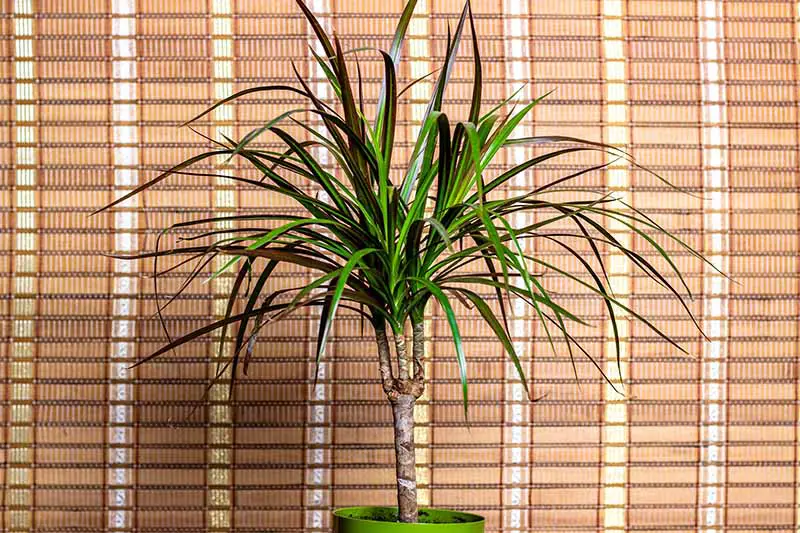 Una imagen horizontal de primer plano de una planta de interior en maceta que crece en el interior frente a una pantalla de bambú.