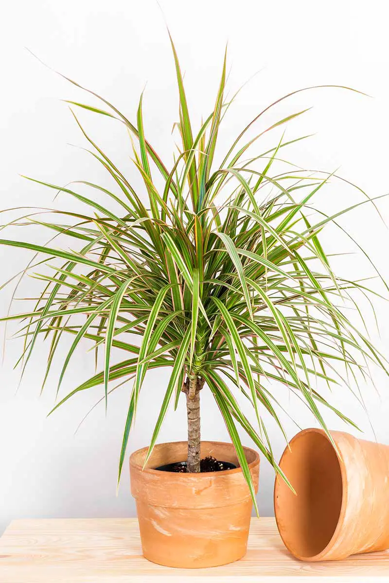 Una imagen vertical de cerca de una pequeña planta tricolor Dracaena marginata que crece en una pequeña maceta de terracota sobre una superficie de madera.