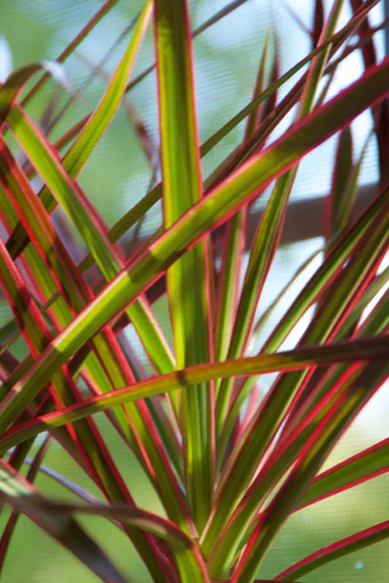 Una imagen vertical de cerca del follaje rojo y verde de Dracaena marginata en un fondo de enfoque suave.