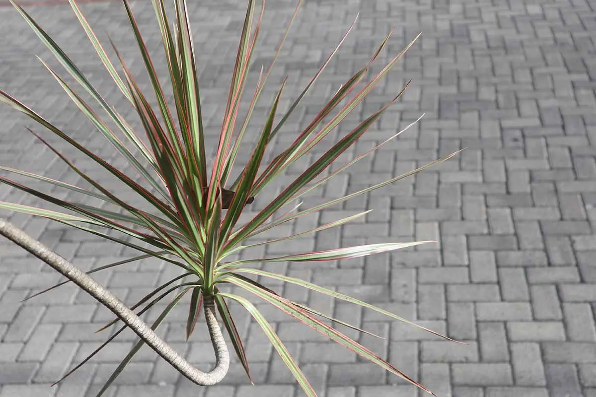 Una imagen horizontal de cerca de una planta Dracaena marginata con un tallo muy largo.