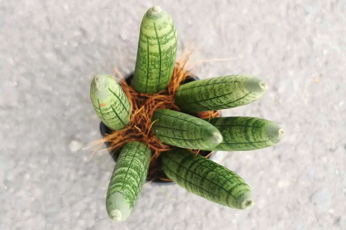 Una imagen horizontal de arriba hacia abajo de una pequeña planta de Sansevieria cylindrica que crece en una maceta.