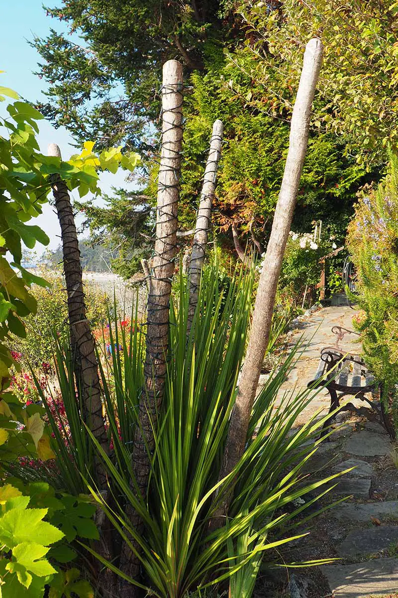 Una imagen vertical de cerca de una planta de Dracaena que crece al aire libre en el jardín que ha sido podada para quitarle las puntas.