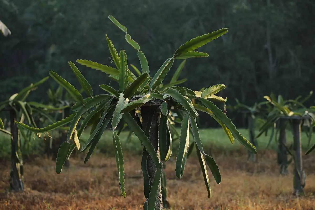Una imagen horizontal de una planta de pitaya madura que crece en fila en un campo.