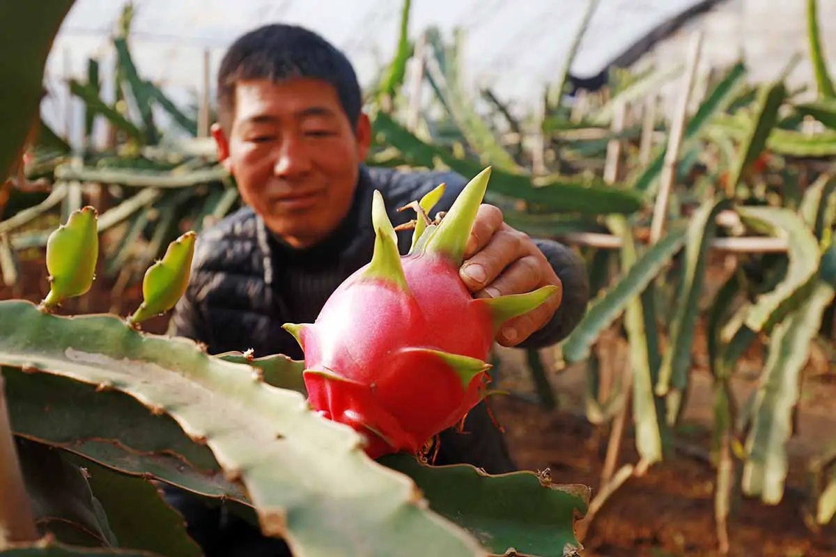 Una imagen horizontal de primer plano de un jardinero cosechando una fruta de dragón madura de la planta.