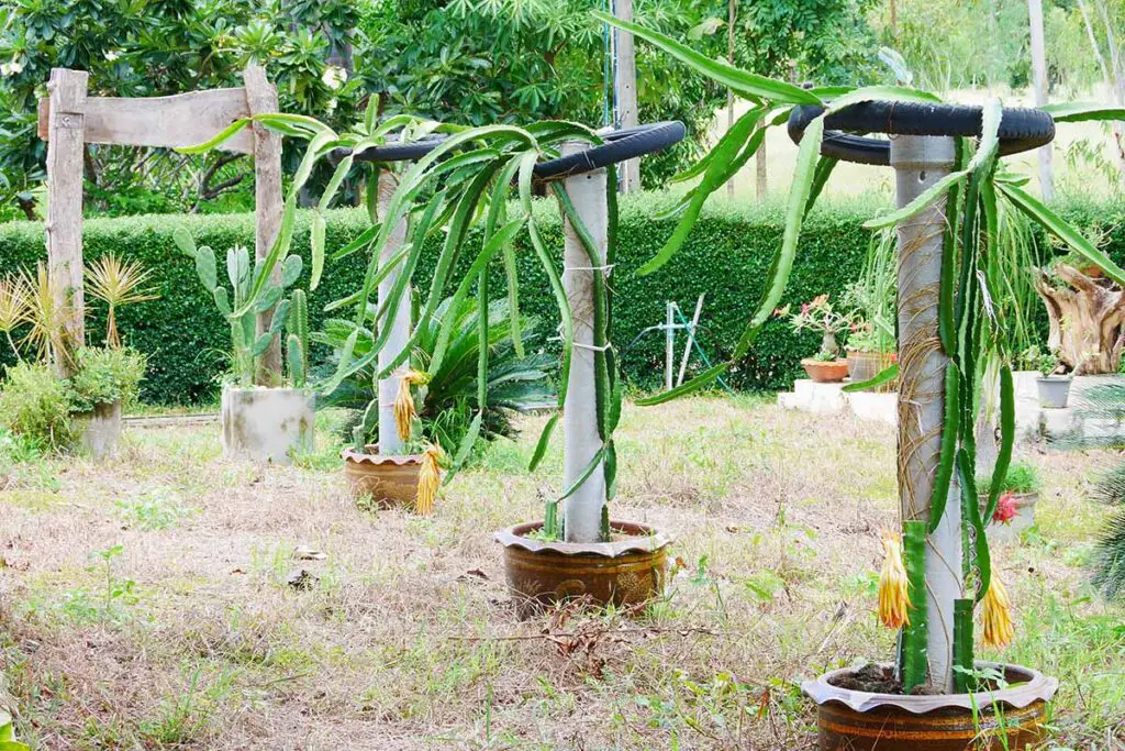 Una imagen horizontal de grandes plantas de pitaya entrenadas para crecer en postes con neumáticos en la parte superior como apoyo.