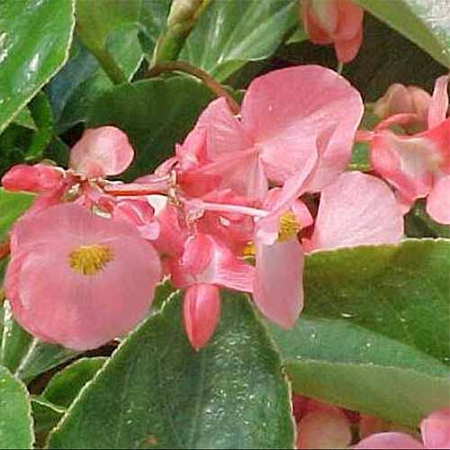 Begonia rosa 'ala de dragón' |  