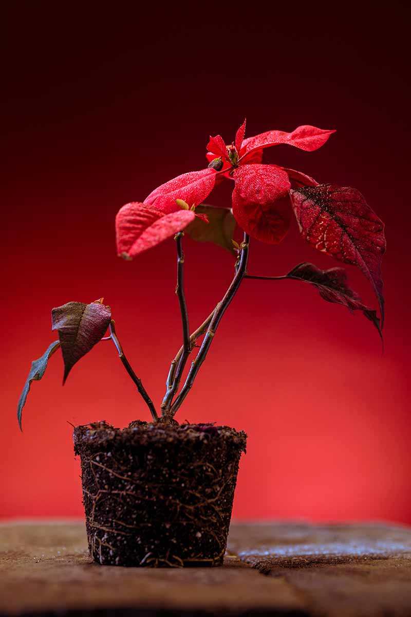 Una imagen vertical de una planta de poinsettia sacada de su maceta y colocada sobre una superficie de madera. La planta ha sido podada para que solo queden las brácteas de color rojo brillante.  El fondo es de color rojo oscuro y se desvanece en un enfoque suave.