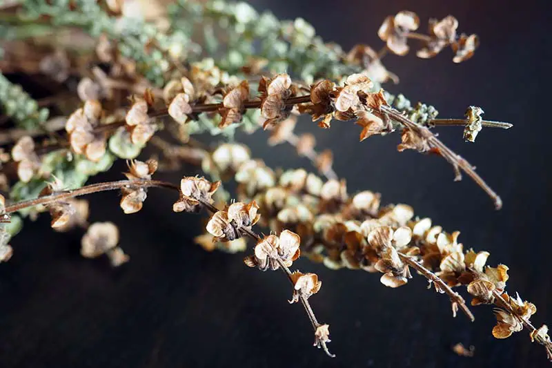 Una imagen horizontal de primer plano de las vainas de semillas secas sobre tallos representadas en un fondo oscuro.
