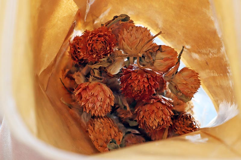 Una imagen horizontal de cierre de una bolsa de papel con flores de Gomphrena globosa recogidas y secas.