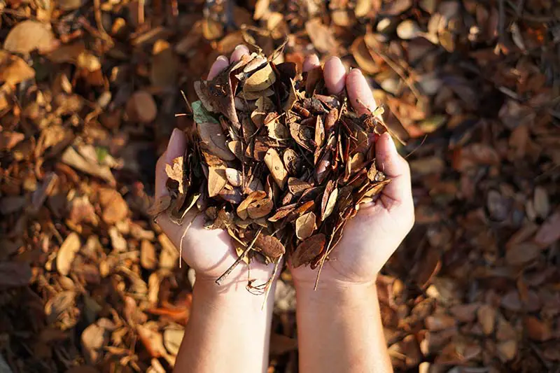 Una imagen horizontal de cerca de dos manos recogiendo hojas secas de otoño representadas a la luz del sol.
