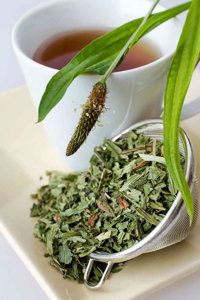 Una imagen vertical de una taza de cerámica blanca que contiene un té de hierbas.  A la derecha del marco hay hojas frescas de plátano y un colador pequeño que contiene hierbas secas, colocado sobre una superficie de madera.