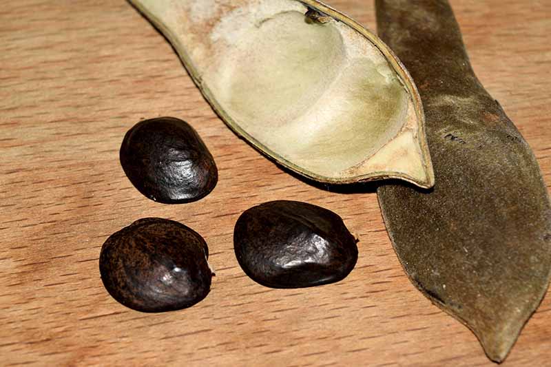 Una imagen horizontal de primer plano de una vaina de semillas se abrió para revelar tres semillas oscuras, colocadas sobre una superficie de madera.
