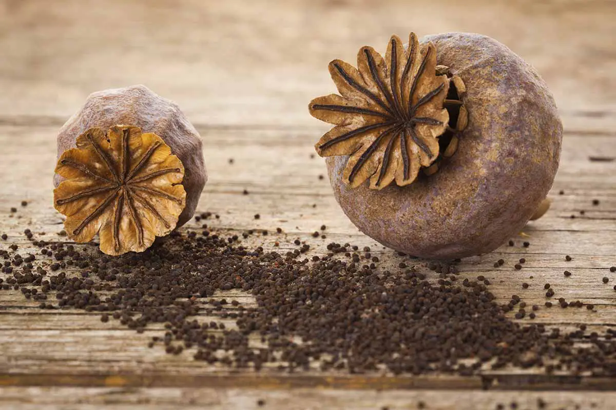 Una imagen horizontal de primer plano de dos cabezas de semillas de amapola colocadas sobre una superficie de madera con semillas diminutas esparcidas por todas partes.