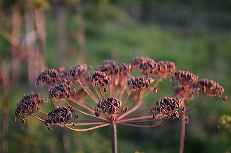Un primer plano de una cabeza de semilla, secándose al sol de la tarde, de Anethum graveolens, o hierba de eneldo, con semillas listas para cosechar, representada en un fondo de enfoque suave.