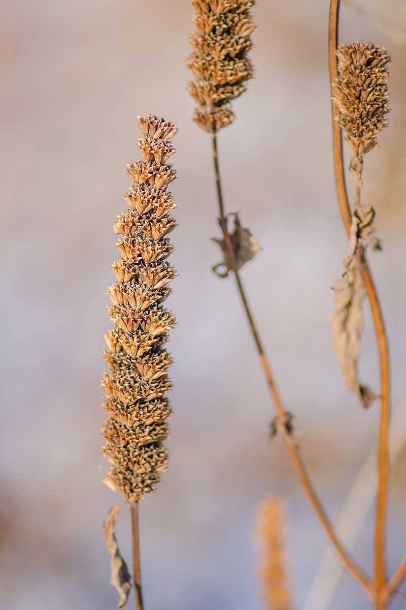Un primer plano vertical de las cabezas de semillas secas de Agastache foeniculum sobre un fondo de enfoque suave.