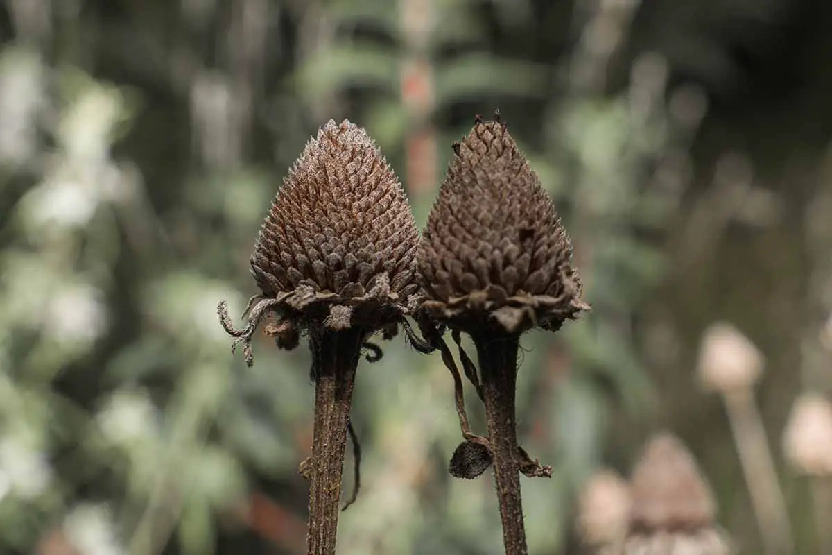 Una imagen horizontal de primer plano de las cabezas de semillas secas de Rudbeckia hirta en un fondo de enfoque suave.