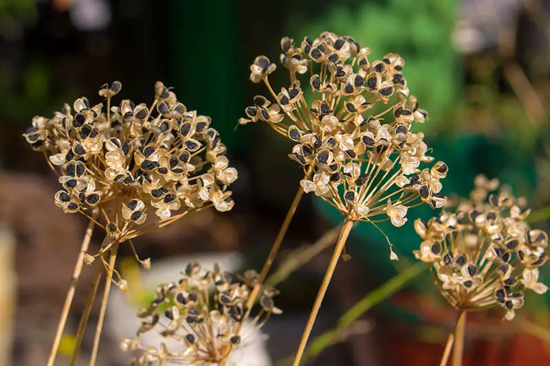 Un primer plano de las cabezas de semillas secas de Allium schoenoprasum fotografiadas a la luz del sol sobre un fondo de enfoque suave.