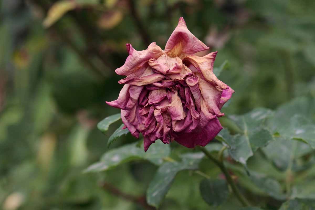 Una imagen horizontal de primer plano de una rosa rosa toda seca y arrugada por demasiado calor, representada en un fondo de enfoque suave.