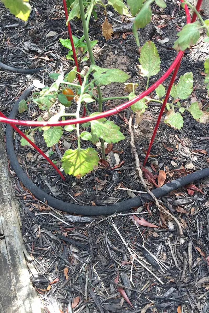Una manguera de goteo negra está enroscada alrededor de la base de las plantas de tomate y una jaula de metal rojo, encima del suelo cubierto con mantillo de madera marrón.