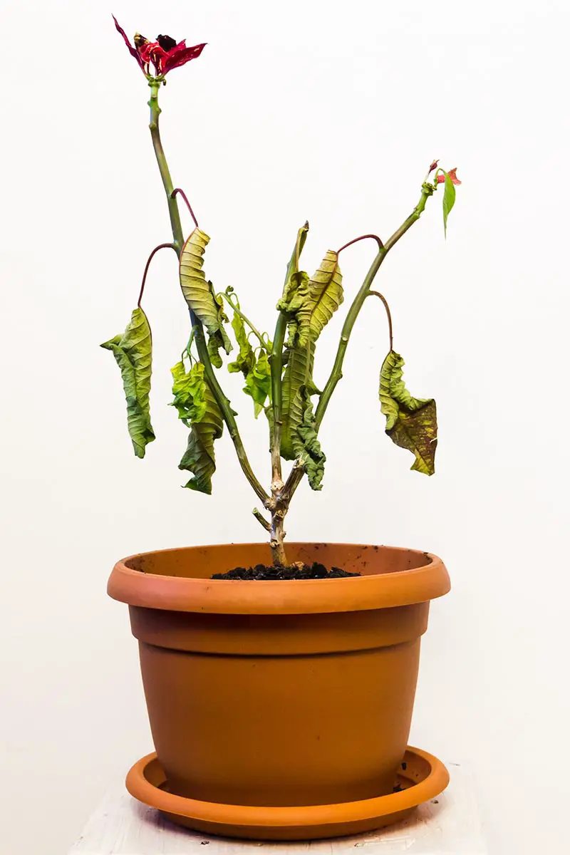 Una imagen vertical de cerca de una planta de poinsettia marchita y moribunda en una maceta de plástico aislada en un fondo blanco.
