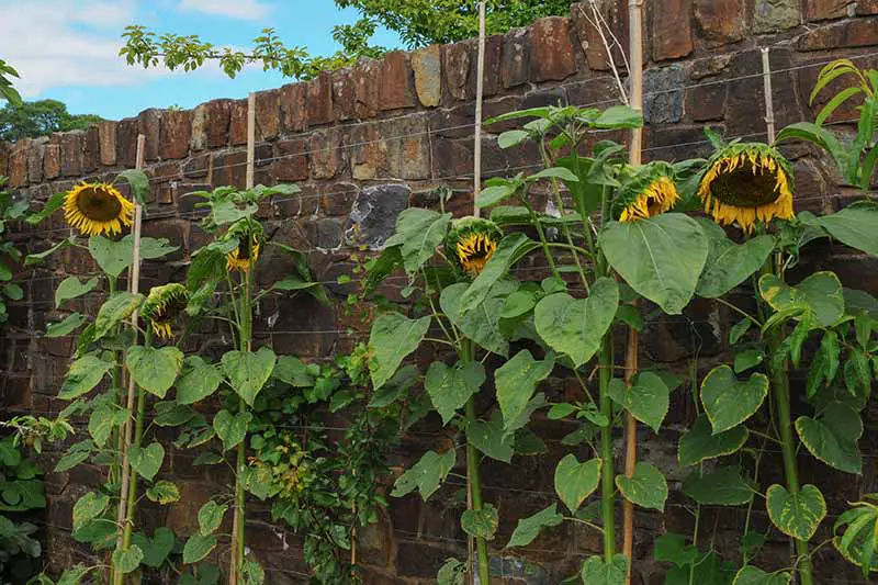 Una imagen horizontal de primer plano de girasoles que crecen frente a una pared de ladrillos con las flores comenzando a caer.