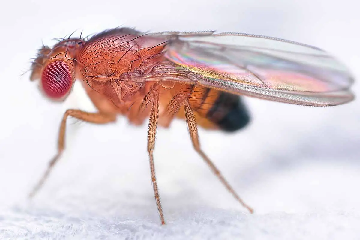 Una imagen horizontal de primer plano de una mosca de la fruta Drosophila melanogaster muy ampliada sobre una superficie blanca.