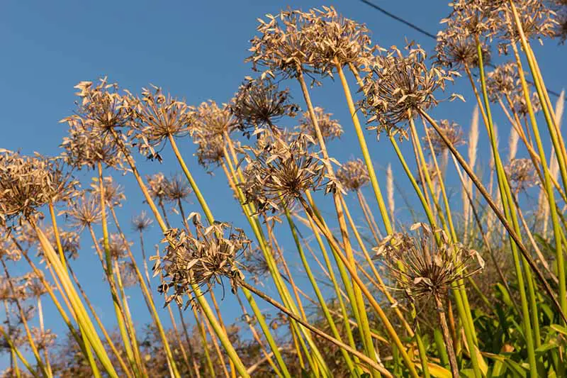 Una imagen horizontal de primer plano de las cabezas de semillas secas de agapanthus representadas en un fondo de cielo azul.