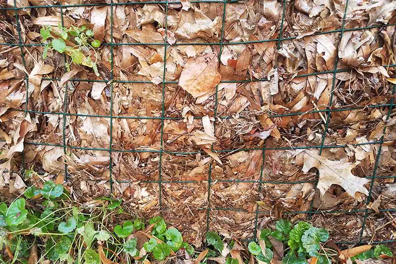 Una imagen horizontal de primer plano de una pila de abono con hojas secas de otoño detrás de una valla de alambre.